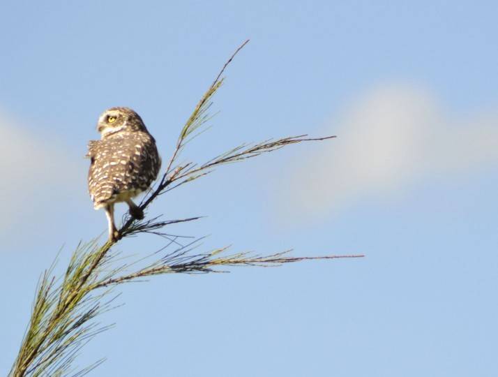 Lechuza vigia