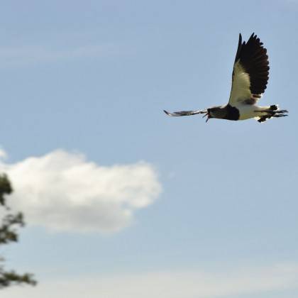 Tero Volando