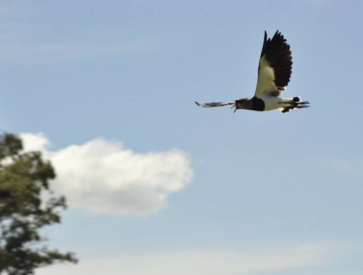 Tero Volando